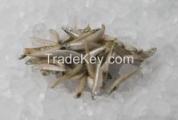 High  quality  frozen Silver Fish