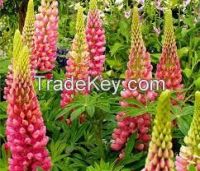 High  Quality  Lupinus Albus Extract 4:1, 10:1, 20:1 Or Other Ratios