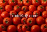 High quality  Fresh Tomato 