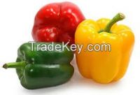 High  quality  multi  colour  fresh  pepper