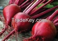 High quality  red beet root