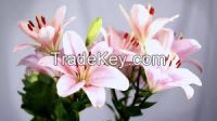 High quality  Lilies
