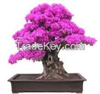 High quality bonsai