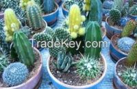 High  quality  cacti in 5.5cm pot in nursery
