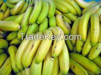High  quality  canvendish  bananas