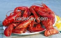 High quality  fresh  Lobster