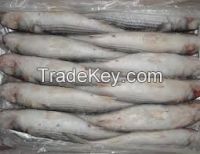 High quality  Frozen grey mullet