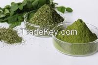 High Quality for moringa leaf powder