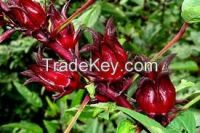 High  quality  Roselle