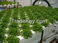 High  quality peat moss granular for hydroponic grow systems