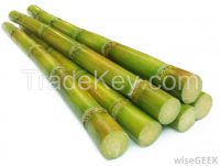 High  quality  CANE SUGAR