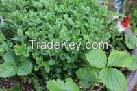 High  quality   herbs rosemary basil thyme sage chives