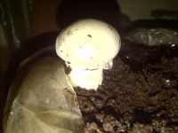 White Button Mushroom 