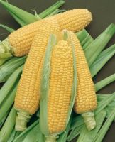 Yellow Corn (Grade 2) (Human Consumption)