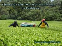 Yasheng  two man tea harvester