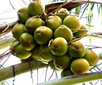 Fresh Young Coconut