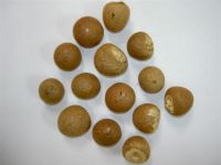 Whole Areca Nut