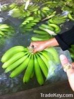 fresh cavendish bananas