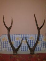 Deer Antlers at throw away price