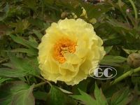 https://fr.tradekey.com/product_view/Chinese-Peony-1418162.html