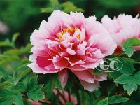 https://www.tradekey.com/product_view/Chinese-Tree-Peony-1418167.html