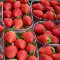 we offer fresh strawberry