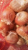 we offer fresh onions