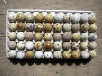 Quail Eggs