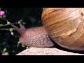 Live snails