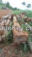 teak plantation logs.