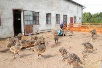 Ostrich Chicks,eggs And Feathers For Sale