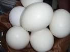 Fresh Ostrich Eggs