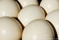 Fresh Ostrich eggs and Fertile Ostrich eggs