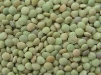 Green Lentils