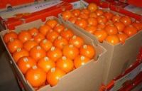 Grade A Valencia Oranges