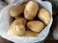 Premium Quality Fresh Holland Potatoes