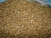 100% natural dried coriander seed