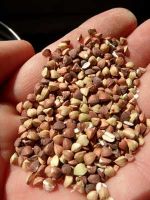 Top Quality Roasted Buckwheat