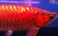 24k Golden, RTG, Super Red And Asian Chilli Red Fishes For Sell