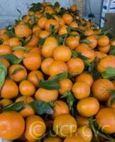 fresh Mandarin-  Honey  tangerine 