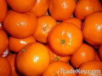 fresh Mandarin-  Honey  tangerine