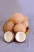 Coconut