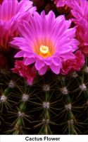 Beautiful Cactus Flowers