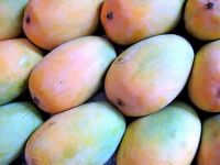 Kesar Mango