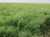 animal feed grass
