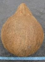Semi Husked Coconut