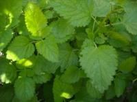 Lemon balm essential oil