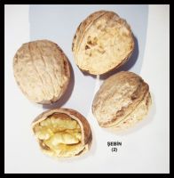 Walnut