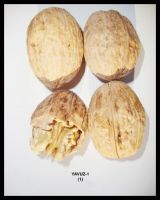 Walnut