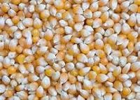 dry corn